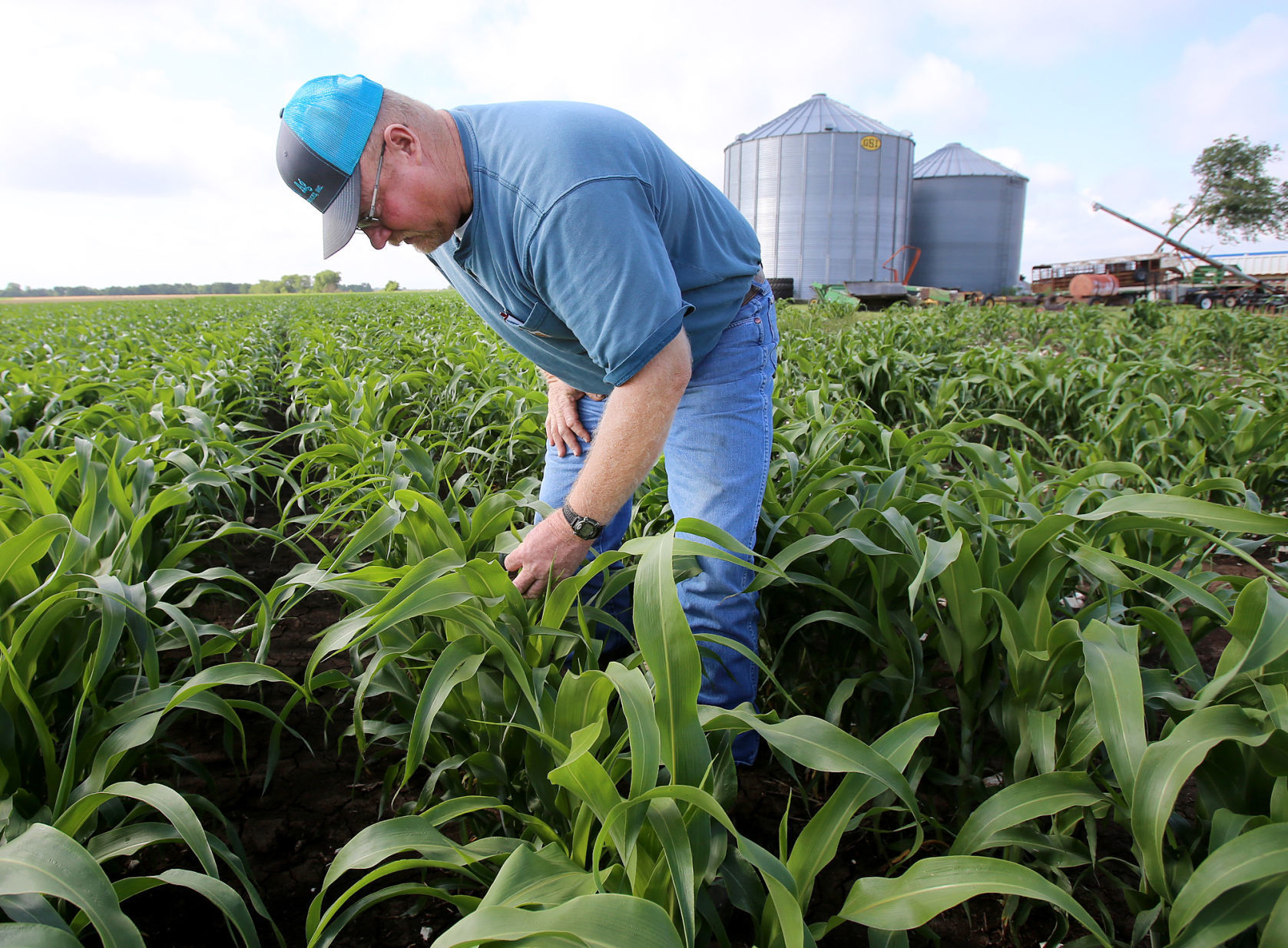 Sorghum